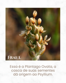 Psyllium Husk - 100% puro