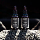 Cogumelo Chaga | Extrato Líquido 30ml