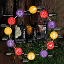 Kit Foco, Energia e Equilíbrio | Lions Mane + Cordyceps + Reishi